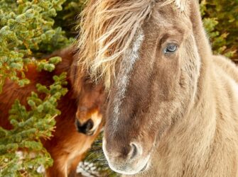 Fauna