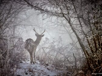 Wildlife