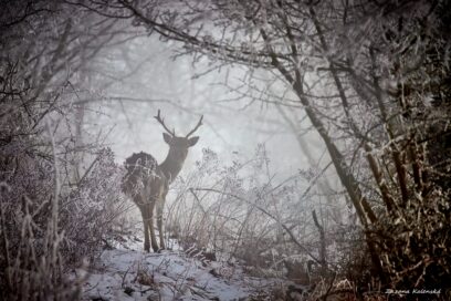 Wildlife