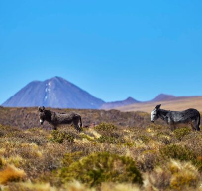 atacama_1_chile