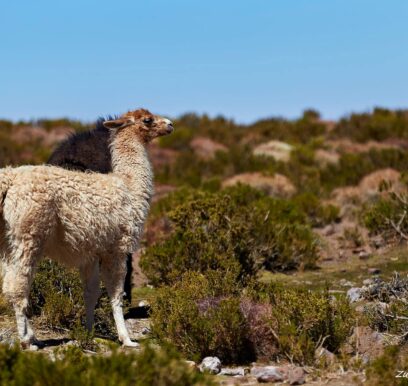 atacama_3_chile